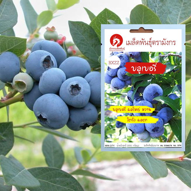 เมล็ดพันธุ์บลูเบอรี่ – Blueberry