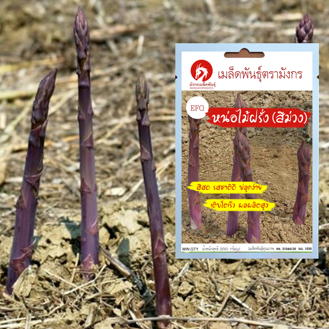 เมล็ดพันธุ์หน่อไม้ฝรั่งสีม่วง – Purple Passion Asparagus