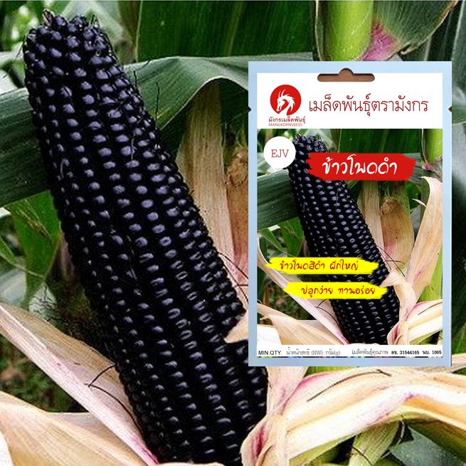 เมล็ดพันธุ์ข้าวโพดดำ - Black Glutinous Corn