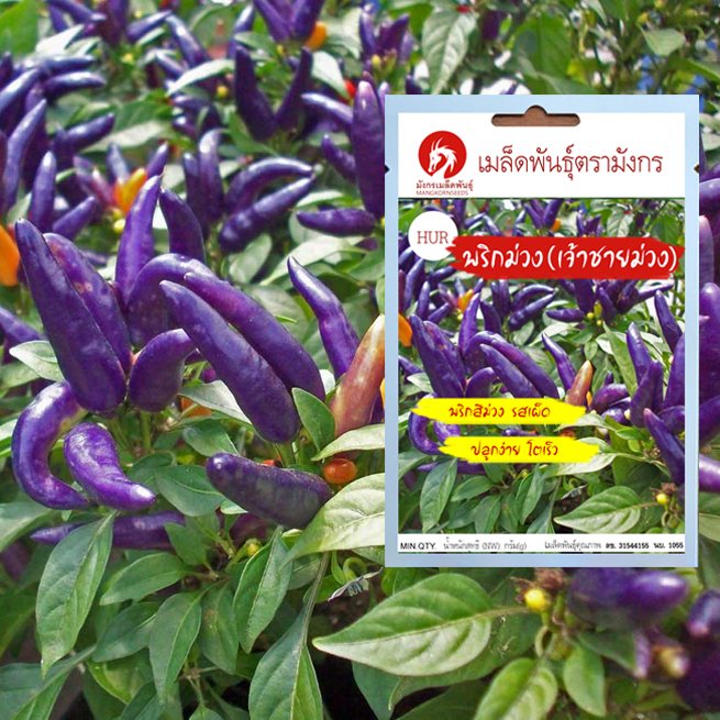 เมล็ดพันธุ์พริกสีม่วง - เจ้าชายม่วง – Purple Pepper