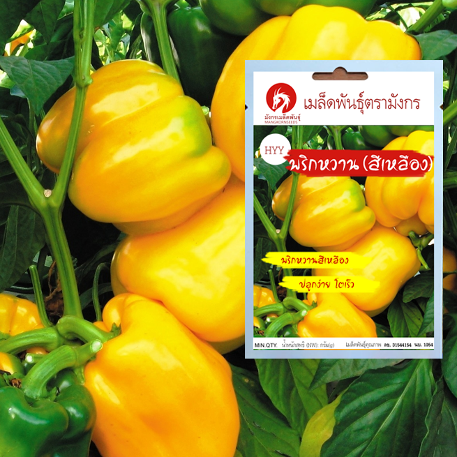 เมล็ดพันธุ์พริกหวานสีเหลือง – Quadrato D’Asti Giallo Pepper