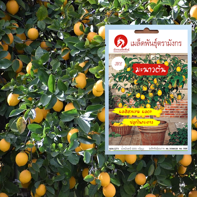 เมล็ดพันธุ์มะนาวต้น – Lemon Tree