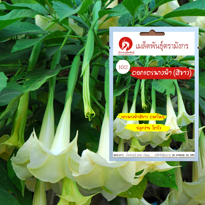 เมล็ดพันธุ์ดอกแตรนางฟ้าสีขาว - Angel Trumpets bonsai flower seeds