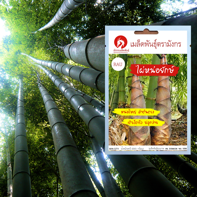 เมล็ดพันธุ์ไผ่หน่อยักษ์ - Giant bamboo