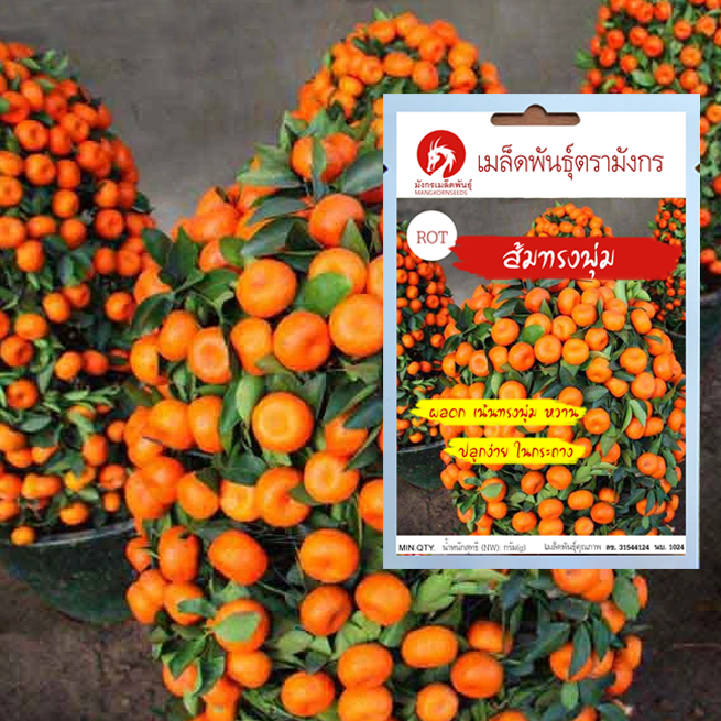 เมล็ดพันธุ์ส้มทรงพุ่ม – Climbing Orange