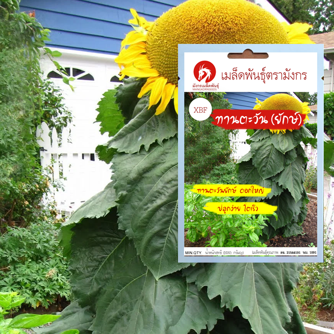 เมล็ดพันธุ์ทานตะวันยักษ์ – Giant Sunflower Seeds