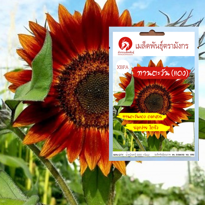 เมล็ดพันธุ์ทานตะวันแดง – Red Sunflower